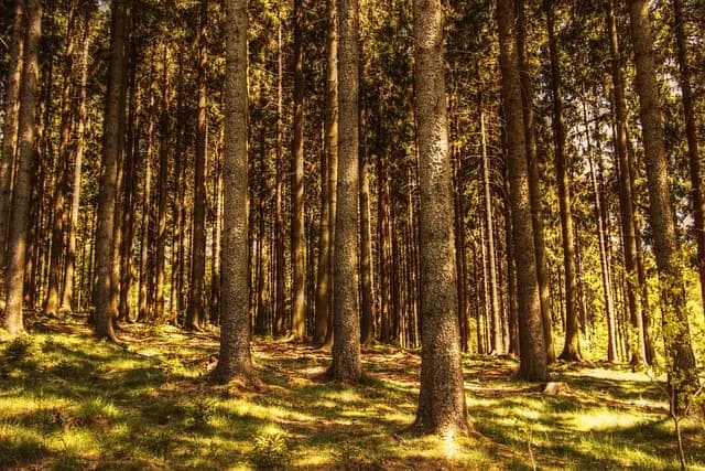 Patrimoine optimal : Comment choisir le bon investissement durable